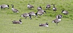 Canada goose | Kuihi. Resting and grazing in a farm paddock. Lake Okareka, September 2012. Image © Raewyn Adams by Raewyn Adams.