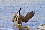 Canada goose | Kuihi. Adult beating its wings. Tauranga, July 2012. Image © Raewyn Adams by Raewyn Adams.