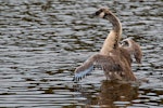 Canada goose | Kuihi. Juvenile beating its wings. Queen Elizabeth Park, December 2016. Image © Paul Le Roy by Paul Le Roy.