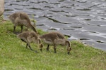 Canada goose | Kuihi. Juveniles grazing. Tauranga, December 2011. Image © Raewyn Adams by Raewyn Adams.