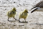 Canada goose | Kuihi. Close-up of hatchlings. Lake Okareka, November 2012. Image © Raewyn Adams by Raewyn Adams.