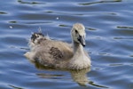Canada goose | Kuihi. Close-up of juvenile showing the first wing and taill feathers starting to grow. Tauranga, December 2012. Image © Raewyn Adams by Raewyn Adams.