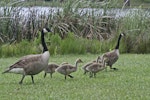Canada goose | Kuihi. Adults and juveniles on land. Hamilton Lake, November 2007. Image © Raewyn Adams by Raewyn Adams.