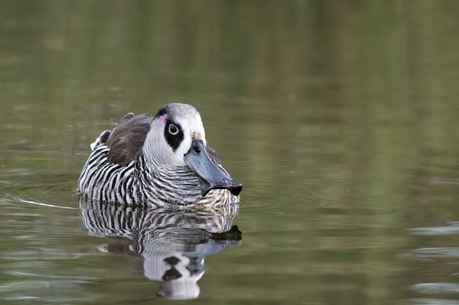 Pink-eared duck. Adult. Oaklands Reserve, South Australia, May 2016. Image © Craig Greer by Craig Greer.