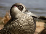 Pink-eared duck. Close-up of adult head. Perth, Western Australia, December 2006. Image © Philip Griffin by Philip Griffin.