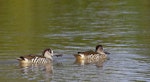 Pink-eared duck. Two adults on water. Melbourne, Australia, December 2008. Image © Sonja Ross by Sonja Ross.