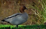 Australian wood duck. Male. Horseshoe Lake, Christchurch, May 2011. Image © Grahame Bell by Grahame Bell.