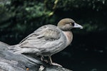 Whio | Blue duck. Adult. Rolling River, Wangapeka Track, April 2015. Image © Derek Templeton by Derek Templeton.