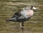Whio | Blue duck. Adult. Ruatiti Domain, March 2009. Image © Duncan Watson by Duncan Watson.