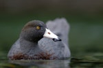 Whio | Blue duck. Adult. Fiordland, December 2010. Image © Craig McKenzie by Craig McKenzie.