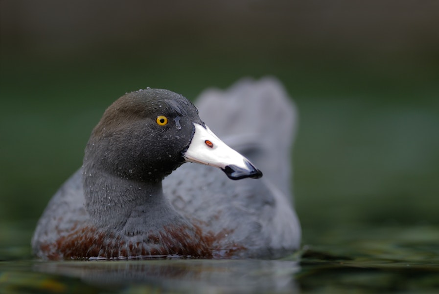 Whio | Blue duck. Adult. Fiordland, December 2010. Image © Craig McKenzie by Craig McKenzie.