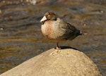 Whio | Blue duck. Adult. Whakapapa River, Owhango, September 2012. Image © Malcolm Pullman by Malcolm Pullman.