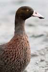 Whio | Blue duck. Adult male. Tongariro River, December 2013. Image © Laurie Ross by Laurie Ross.