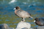 Whio | Blue duck. Adult in sunlight, mate feeding. Tongariro River, May 2015. Image © Les Feasey by Les Feasey.