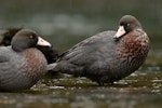 Whio | Blue duck. Adults. South Westland, November 2007. Image © Craig McKenzie by Craig McKenzie.