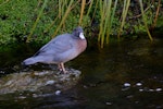 Whio | Blue duck. Adult. Hydro Canal, Arahura River, Hokitika, West Coast, April 2015. Image © Shellie Evans by Shellie Evans.
