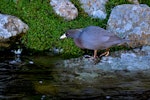 Whio | Blue duck. Adult. Hydro Canal, Arahura River, Hokitika, West Coast, April 2015. Image © Shellie Evans by Shellie Evans.