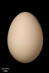 Whio | Blue duck. Egg (67.9 x 47.5 mm). NMNZ OR.030217, collected by Dave Conley. Waipa Stream, Tongariro, October 2017. Image © Te Papa by Jean-Claude Stahl.