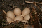 Whio | Blue duck. Eggs in nest. Fyfe River, January 2009. Image © Kate Steffens by Kate Steffens.