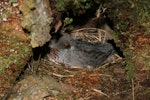 Whio | Blue duck. Adult female on nest. Fyfe River, January 2009. Image © Kate Steffens by Kate Steffens.