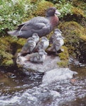 Whio | Blue duck. Adult and ducklings. Mangatepopo, Tongariro National Park, November 2005. Image © Department of Conservation ( image ref: 10070837 ) by Tyronne Smith Department of Conservation.