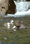 Whio | Blue duck. Adult and ducklings. Mangatepopo, Tongariro National Park, November 2005. Image © Department of Conservation ( image ref: 10070831 ) by Tyronne Smith Department of Conservation.