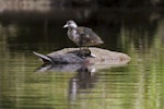 Whio | Blue duck. Male with juvenile. Whakahoro River, November 2012. Image © Glenda Rees by Glenda Rees.