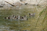 Whio | Blue duck. Pair with nine fledglings. Mangatera River, Ruahine Range, November 2012. Image © Bartek Wypych by Bartek Wypych.