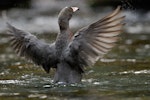 Whio | Blue duck. Adult. South Westland, November 2007. Image © Craig McKenzie by Craig McKenzie.