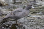 Whio | Blue duck. Fledgling. Routeburn north branch, February 2016. Image © Ron Enzler by Ron Enzler.