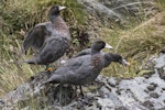 Whio | Blue duck. Adult female (banded), adult male in foreground, and fledgling. Routeburn north branch, February 2016. Image © Ron Enzler by Ron Enzler.