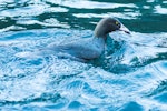 Whio | Blue duck. Adult swimming against the current. Tongariro River, May 2015. Image © Les Feasey by Les Feasey.