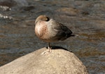 Whio | Blue duck. Roosting adult. Whakapapa River, Owhango, September 2012. Image © Malcolm Pullman by Malcolm Pullman.