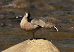 Whio | Blue duck. Adult stretching. Whakapapa River, Owhango, September 2012. Image © Malcolm Pullman by Malcolm Pullman.