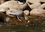 Whio | Blue duck. Adult foraging. Whakapapa River, Owhango, September 2012. Image © Malcolm Pullman by Malcolm Pullman.