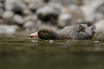 Whio | Blue duck. Male giving territorial call. Ruahine Range, November 2014. Image © Bartek Wypych by Bartek Wypych.
