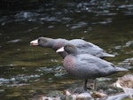 Whio | Blue duck. Breeding pair with young nearby. Worsley valley, Lake Te Anau, February 2010. Image © Paul Peychers by Paul Peychers.
