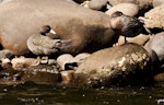 Whio | Blue duck. Pair at rest. Whakapapa River, Owhango, September 2012. Image © Malcolm Pullman by Malcolm Pullman.