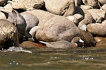 Whio | Blue duck. Pair entering water. Whakapapa River, Owhango, September 2012. Image © Malcolm Pullman by Malcolm Pullman.