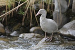 Whio | Blue duck. Leucistic adult. Whakapanui Stream, Tongariro National Park, October 2014. Image © Adam Clarke by Adam Clarke.