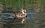 Grey teal | Tētē-moroiti. Adult calling. Wanganui, September 2008. Image © Ormond Torr by Ormond Torr.