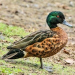 Chestnut teal. Adult male. Walka Water Works, Maitland, NSW, March 2014. Image © Dick Jenkin by Dick Jenkin.