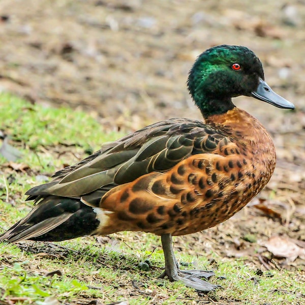 Chestnut teal. Adult male. Walka Water Works, Maitland, NSW, March 2014. Image © Dick Jenkin by Dick Jenkin.