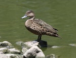 Chestnut teal. Adult female. Laratinga Wetlands, South Australia, February 2015. Image © John Fennell by John Fennell.