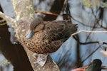 Chestnut teal. Adult female. Perth, April 2016. Image © Imogen Warren by Imogen Warren.