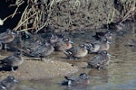 Brown teal | Pāteke. Flock resting. Great Barrier Island, May 1974. Image © Department of Conservation ( image ref: 10031492 ) by Dick Veitch Department of Conservation.