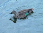 Grey duck | Pārera. Hybrid adult swimming (the white bar above the green speculum denotes a hybrid). Western Springs, Auckland, January 2006. Image © Graeme Taylor by Graeme Taylor.