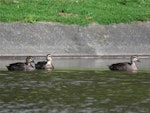 Grey duck | Pārera. Three adults. Ngunguru wastewater treatment plant, Northland, September 2017. Image © Scott Brooks (ourspot) by Scott Brooks.