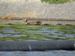 Grey duck | Pārera. Adult with ducklings. Ngunguru wastewater treatment plant, Northland, October 2017. Image © Scott Brooks (ourspot) by Scott Brooks.