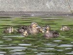 Grey duck | Pārera. Adults with ducklings. Ngunguru wastewater treatment plant, Northland, October 2017. Image © Scott Brooks (ourspot) by Scott Brooks.